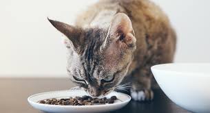 best food for cats with kidney disease