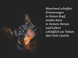 Manchmal Schiessen Erinnerungen In Deinen Kopf Trauergedichte Anubis Tierbestattung Hund Zitat Spruche Tierliebe Vermisse Meinen Hund