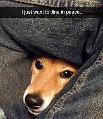 Trending images and videos related to super funny animal! Clean Memes 06 19 2019 Morning Clean Memes