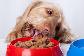 Just like with human foods, fat makes everything taste better. What S The Best Tasting Dry Dog Food For Your Pet