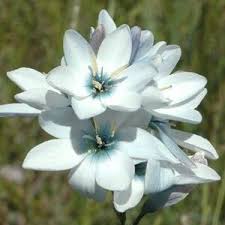 Image result for Polystachya mildbraedii