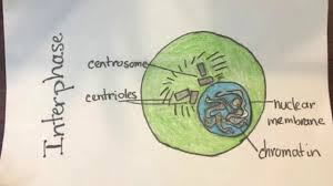 Animal cell mitosis flip book. Mitosis Flipbook Biology Project How To Make A Mitosis Flip Book Assignment Cell Cycle Flipbook Youtube