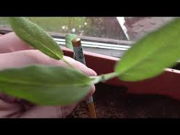 Update 17 Feldsalat Wann Ernten Youtube