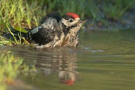 Junger Buntspecht Beim Baden Forum Fur Naturfotografen Buntspecht Specht Vogelwelt