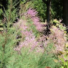 Image result for tamarix ramosissima pink cascade