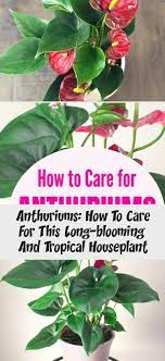 Learn How To Care For An Anthurium The Prettiest Houseplant Anthuriums Are Perfect For Indoor Gardens And Gardening B Anthurium House Plants Anthurium Plant