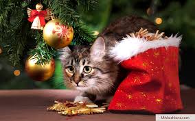 Maybe you would like to learn more about one of these? Free Download 16317 Christmas Cat Wallpaper 1920x1200 For Your Desktop Mobile Tablet Explore 59 Pictures Of Christmas Wallpaper Pictures Of Christmas Backgrounds Pictures Of Christmas Wallpaper Pictures Of Christmas Wallpapers
