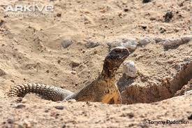 Dhab atau biawak padang pasir sebenarnya. Waktu Solat Malaysia Waktu Solat Dot Net