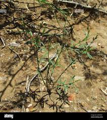 Image result for Polygala erioptera