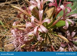 Image result for Ammocharis