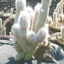Named after wilhelm troll, its common name comes from the abundant white hairs surrounding the plant which serve to protect it from scorching sunlight and frosts in its mountain. Oreocereus Celsianus 15 Seeds Old Man Of The Andes Cactus Cacti