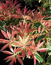 Plant database entry for hybrid andromeda (pieris 'flaming silver') with 15 images and 34 data details. Pieris Japonica Flaming Silver Farmyard Nurseries