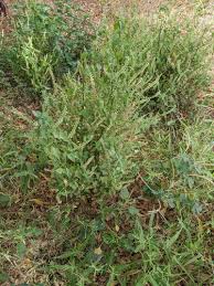 Image result for Basilicum polystachyon