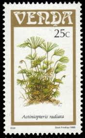 Image result for Actiniopteris radiata