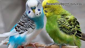 Ne Kopek Lipomlari Nedenleri Tr Secrettohappypets Com