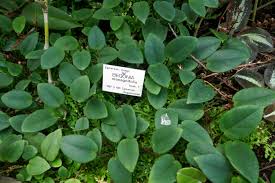 Image result for Begonia elaeagnifolia