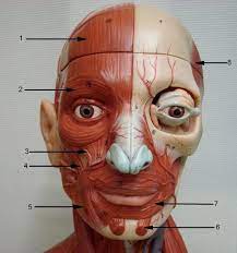 Human Face Anatomy Koibana Info Human Anatomy Drawing Muscles Of The Face Face Anatomy