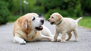 We do not give out medical advice about your dog. Here S A Better Way To Convert Dog Years To Human Years Scientists Say Science Aaas