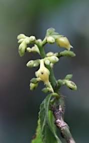 Image result for Rinorea convallarioides