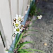 Image result for Nothoscordum borbonicum