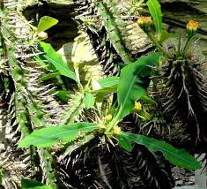 Image result for Euphorbia chevalieri