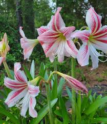 Image result for Hippeastrum