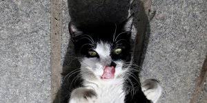 Evde Kedi Beslemek Namaza Mani Olur Mu Kedi Necis Midir