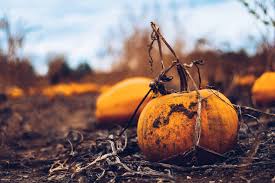 Simon is a good cook himself. How To Grow Pumpkins From Seed The House Homestead