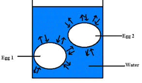 Using tap water on the ﬁ nal day will cause the egg to again increase in mass. Egg Osmosis Sample2 Lab Osmosis Cell Membrane Biology