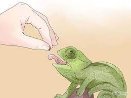 How To Take Care Of A Chameleon Chameleon Pet Veiled Chameleon Class Pet