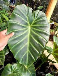 Image result for Remusatia