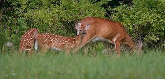 After you sign in, your upload will start. Animals In Your Backyard Program For Kids Ages 7 10 To Be Rescheduled North Branch Land Trust