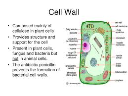 Maybe you would like to learn more about one of these? Ppt Cells Powerpoint Presentation Free Download Id 4966656