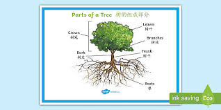 What's the chinese word for tree? Parts Of A Tree Poster English Mandarin Chinese