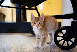 Before you rush into adopting a cat, do realise that having a pet is a big responsibility. Petco Gives Grants To Stanislaus Merced Ca Animal Shelters Modesto Bee