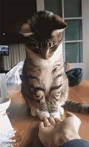Kucing garong apk is a arcade games on android. 47 Kucing Garong Ideas Cute Animals Cute Cats Crazy Cats