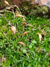 Image result for Sagina