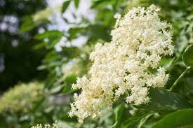 Just by cleaning it properly and repairing any broken end will do. 11 Ways To Use Elderflowers For Food And Medicine Gardener S Path