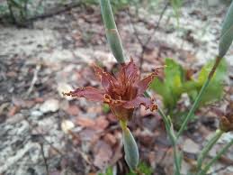 Image result for Ferraria glutinosa