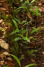 Image result for Phyllanthus nummulariifolius