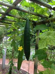 Image result for Luffa