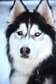 Handsome Balto Siberian Husky Has One Blue Eye And One Brown Eye White Husky Dog Blue Eyed Dog Husky Puppies For Sale