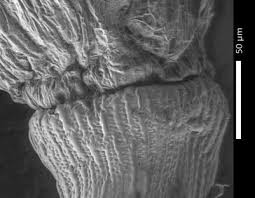 Image result for Baptorhachis foliacea