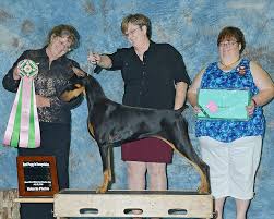 We have the best selection of pure bred puppies in san diego! 2016 Mhdpc Specialties Results Mt Hood Doberman Pinscher Club