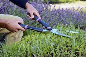 How To Prune Lavender For Winter Lavender Pruning Lavender Plant Growing Lavender