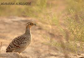 ذكر صفرد عماني, ad #156174999 posted in poultries in 2021/08/05, opensooq oman! Flickriver Muhanna Albusaidi S Most Interesting Photos
