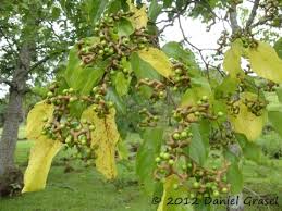It is a deciduous fruit tree in the rhamnaceae family. Hovenia Dulcis Useful Tropical Plants