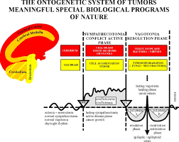 Scientific Chart Of The New Medicine At Dr Ryke Geerd Hamer