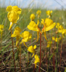 Image result for Utricularia appendiculata
