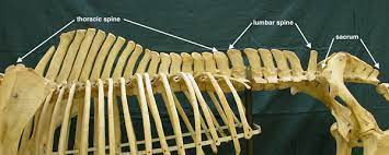 3.7 lateral view radiograph of cranial cervical vertebrae of mature horse. Comparable Parts 10 The Lumbar S Labor For Students Of Horsemanship
